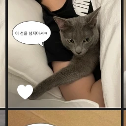 선넘지마 고양이