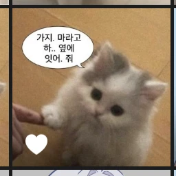 가지마 고양이