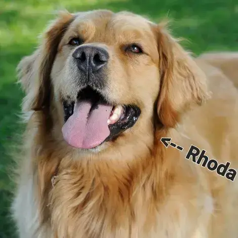 FancyFence3867의 Morrison and Bell Family