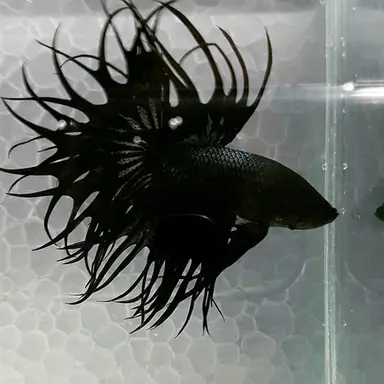Profile image of パイカル・スカイド