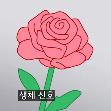 Profile image of 장미