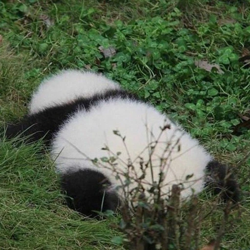 보농이