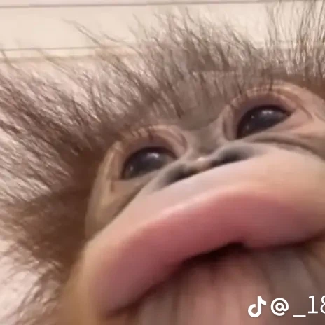 체윤
