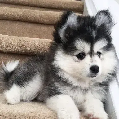 Profile image of Coco