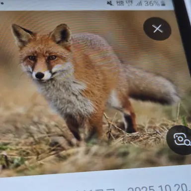 Profile image of 여우