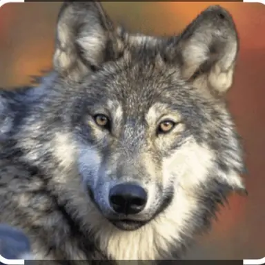 Profile image of 늑대