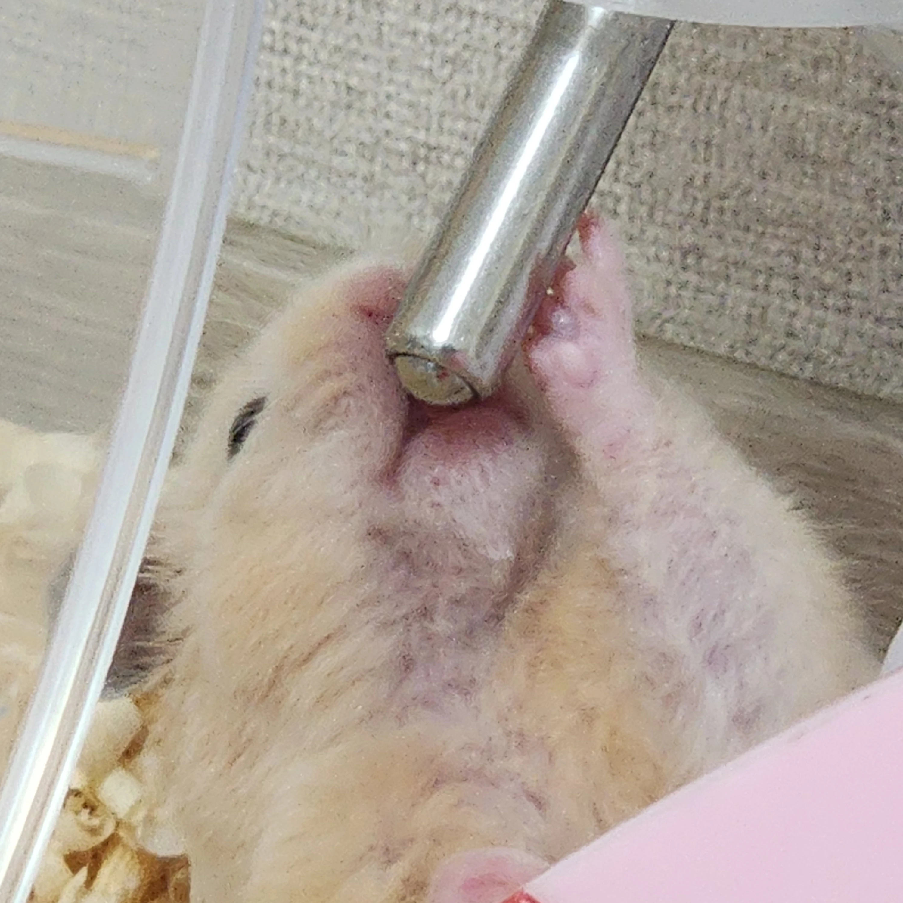최설아