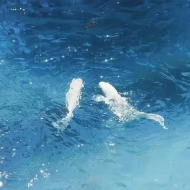 Profile image of 파이브