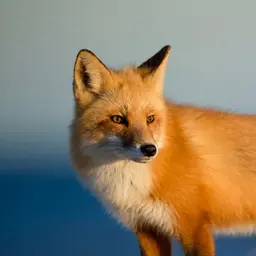 Profile image of 여우