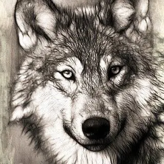 Profile image of 늑대