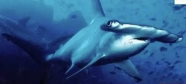 Profile image of シュモクザメ