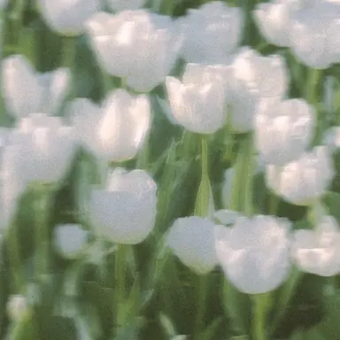 Profile image of 모리모토 신타로