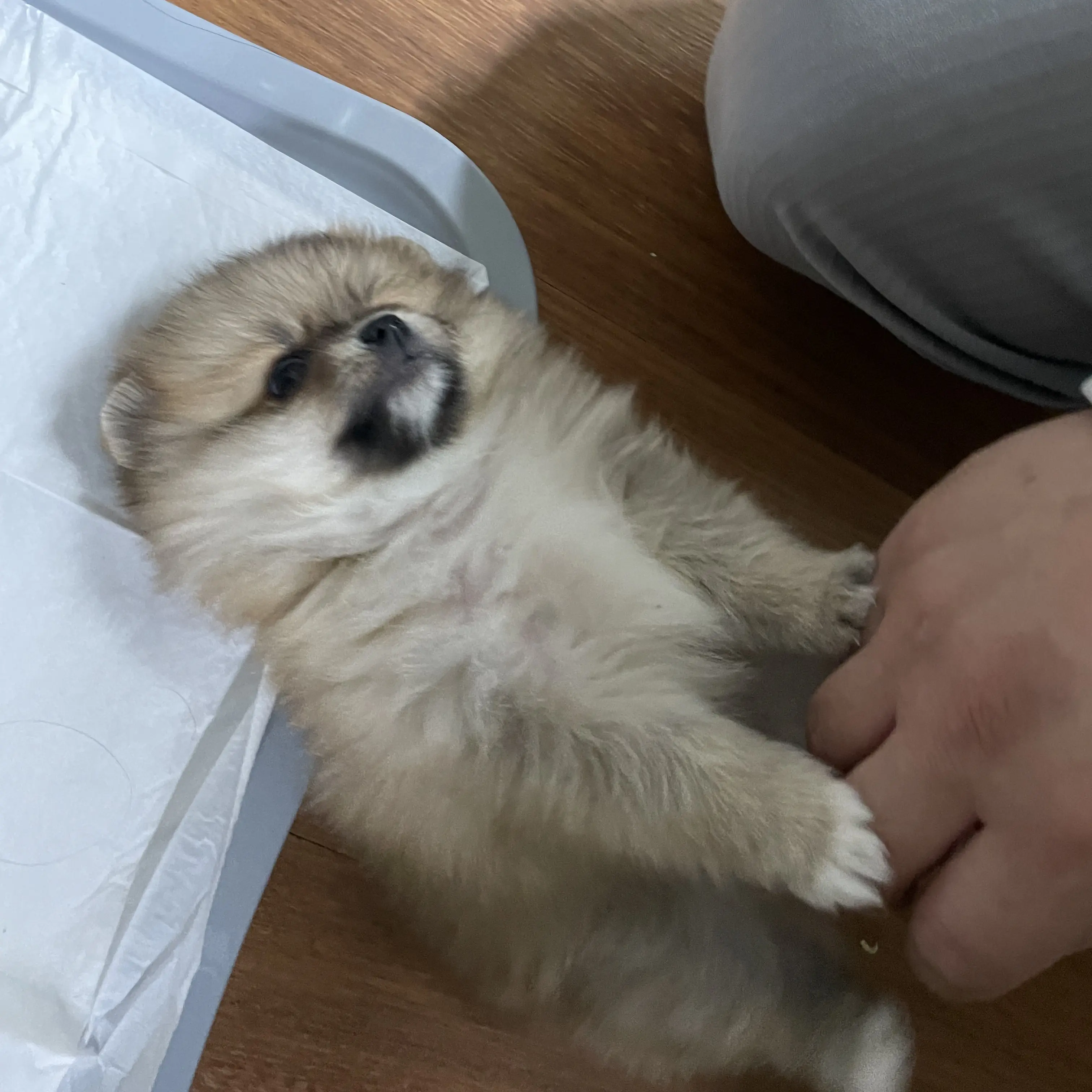 FestalPea2215의 가족