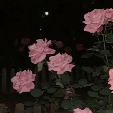 Profile image of 밥풀