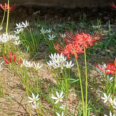 Profile image of 천계세계