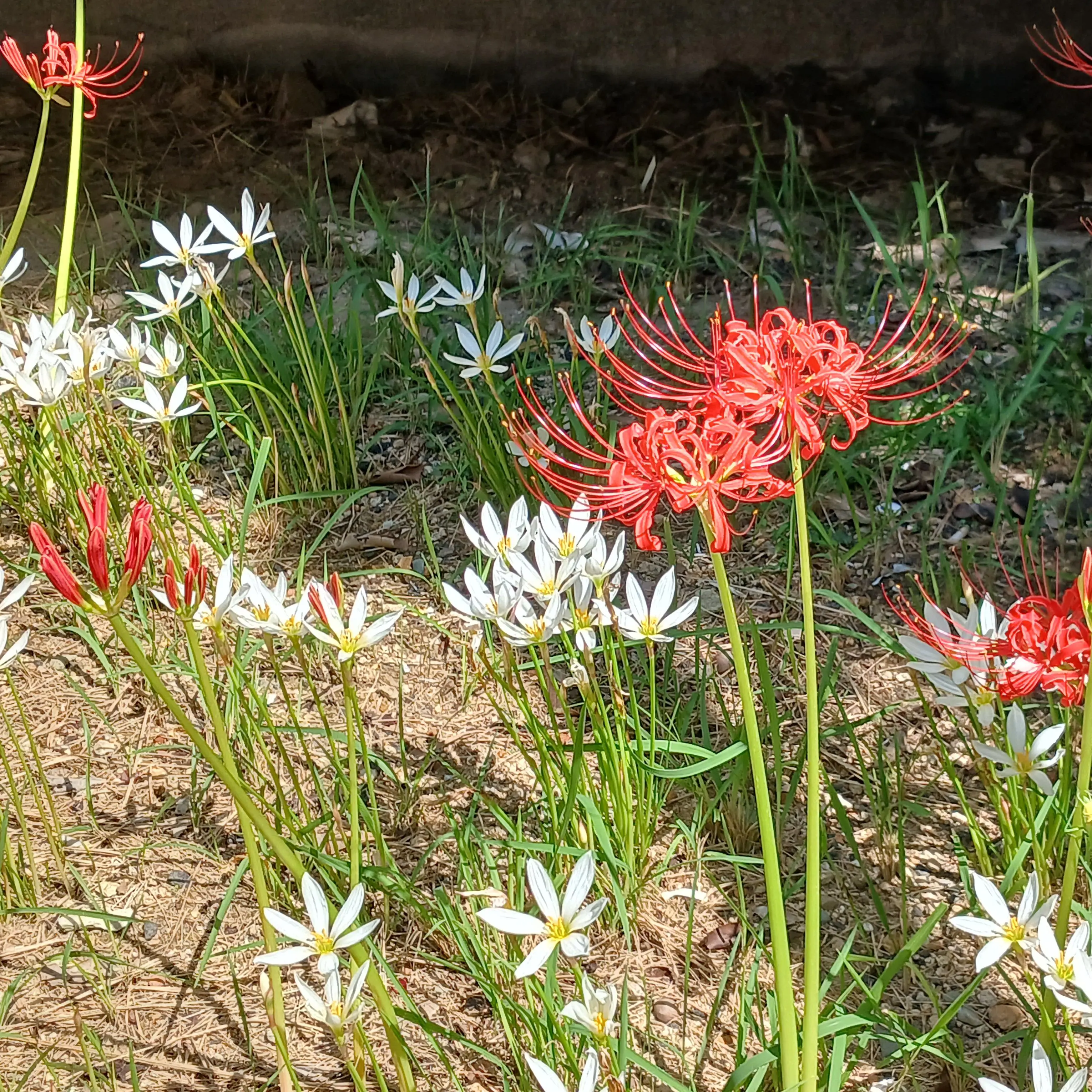 ChunkyPoem8137의 이젠..내차례네?(뜰팁천계)