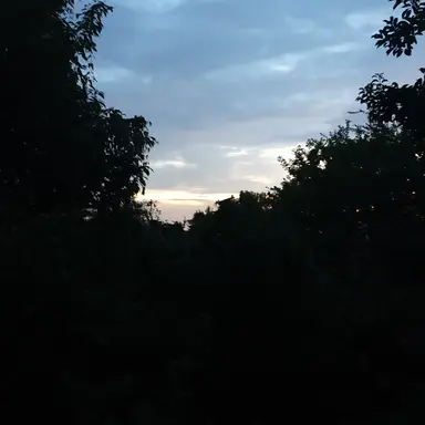 Profile image of セミ