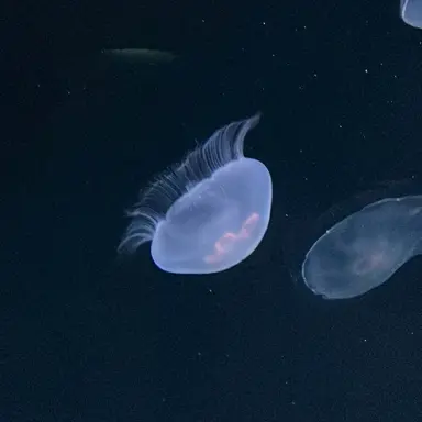 Profile image of ミンス