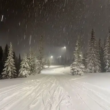 Profile image of 일리야