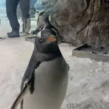 Profile image of 桃菜