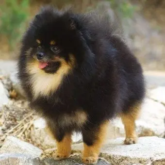 Profile image of 몽탄