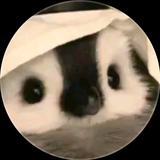 제작자