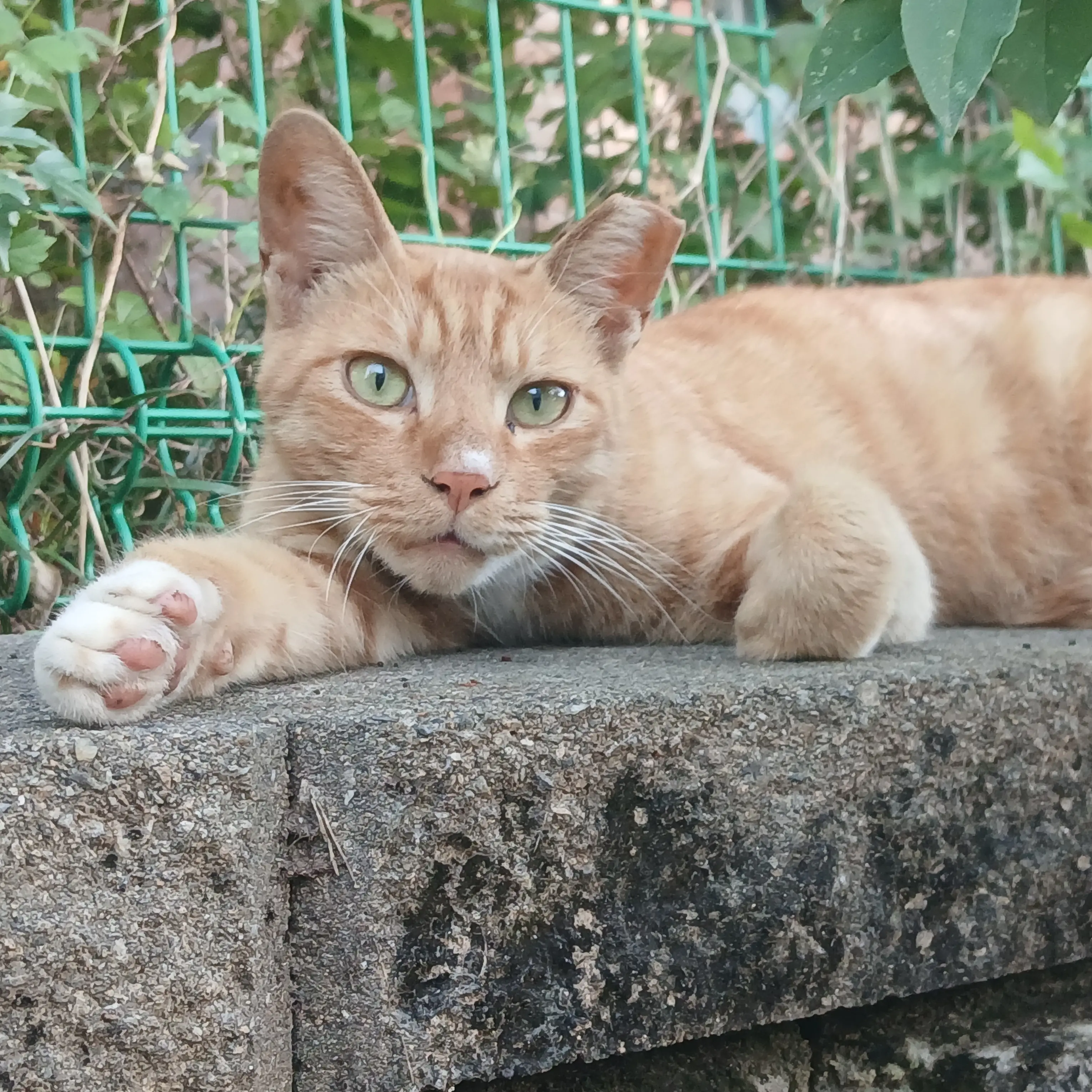 RoomyBump6324의 더먹어 먼지당 김치즈 당원
