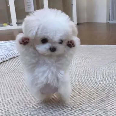 Profile image of 토실이