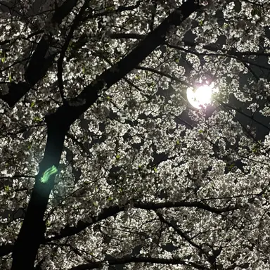 Profile image of ぱあ