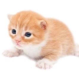 Gary