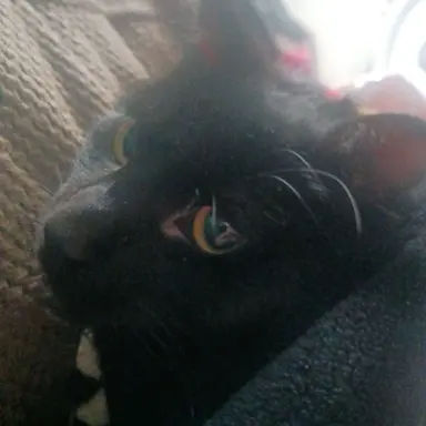 Profile image of Cat