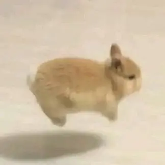 RuralFlax4131의 진짜 작은 아기 토끼