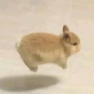 진짜 작은 아기 토끼