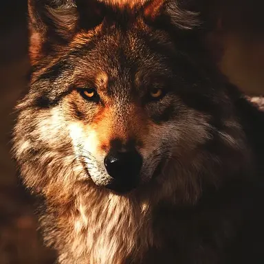 Profile image of Shane
