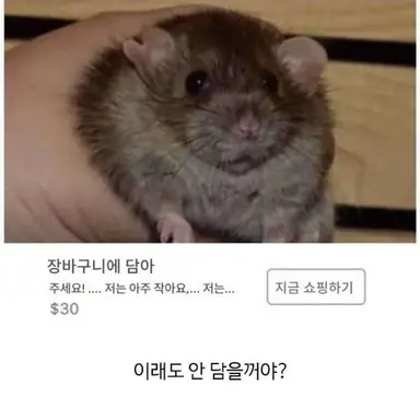 Profile image of 홀리베리