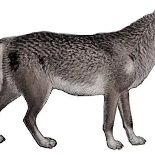 Profile image of 늑대