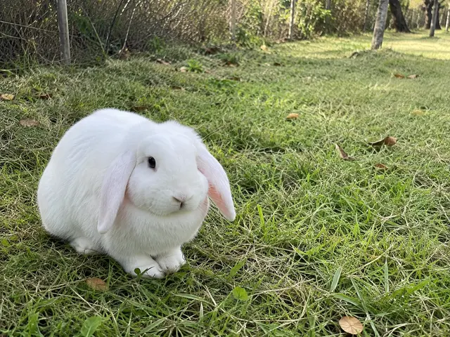 Profile image of 토솜이