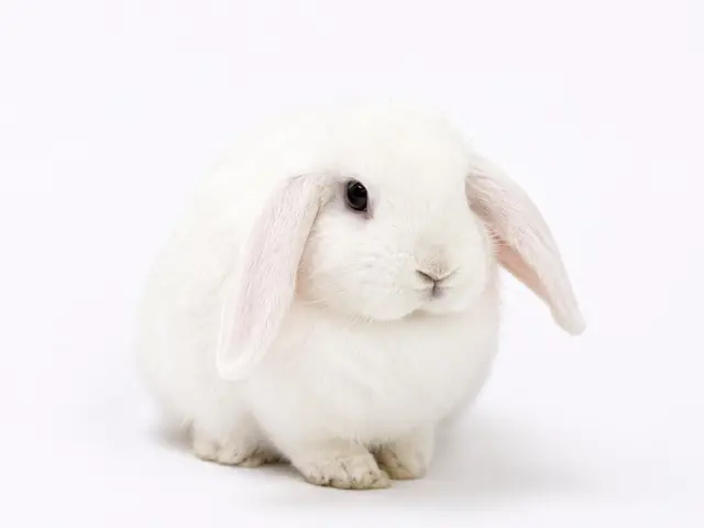 Profile image of 토솜이
