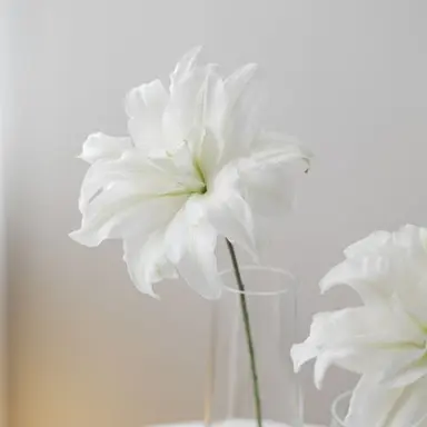 Profile image of 릴리