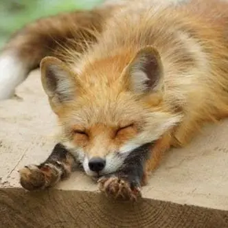 Profile image of 호유원