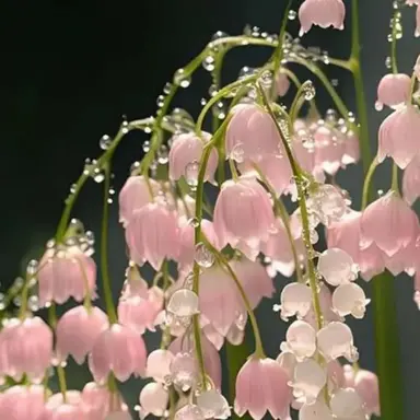 Profile image of 박덕개