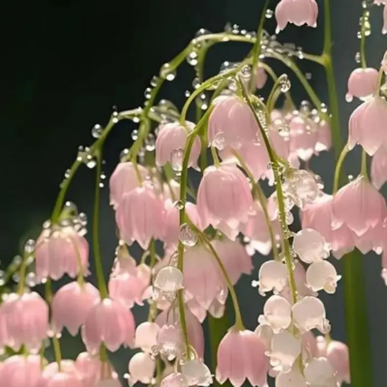 oignon1209의 박덕개