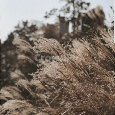 Profile image of 준브레드