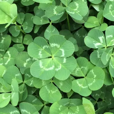 Profile image of 샤를 클로버