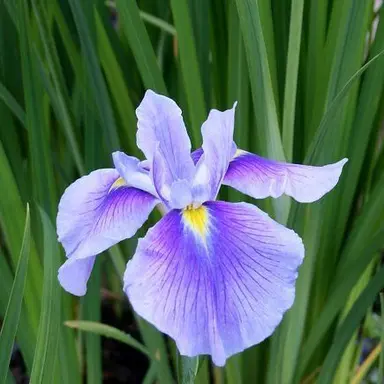 Profile image of 프니멘 아이리스