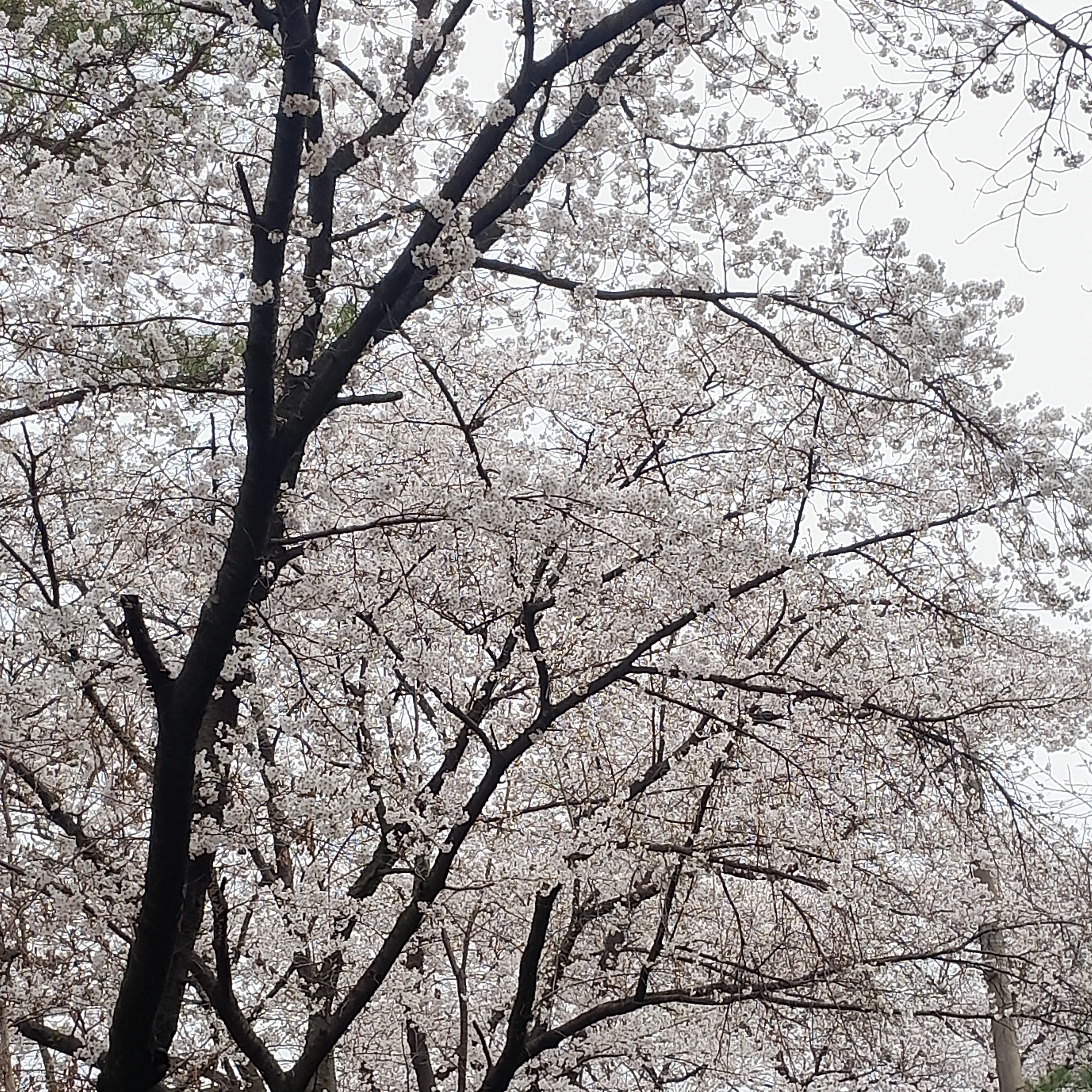 당신은라더의누나입니당~