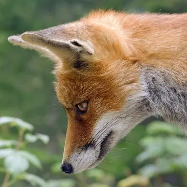Profile image of 여우