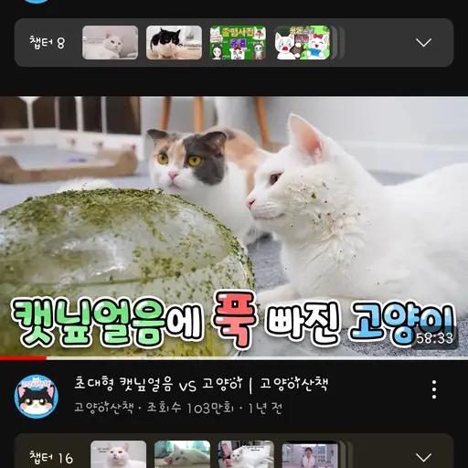 PinkWagon8694의 고양이 산책