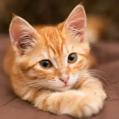 Profile image of ぷう