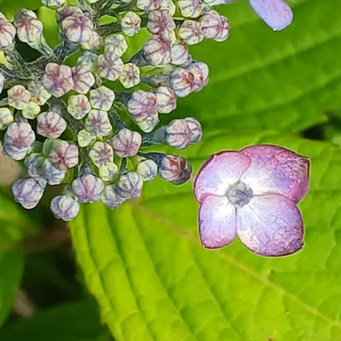 Profile image of 미스터리 수사반